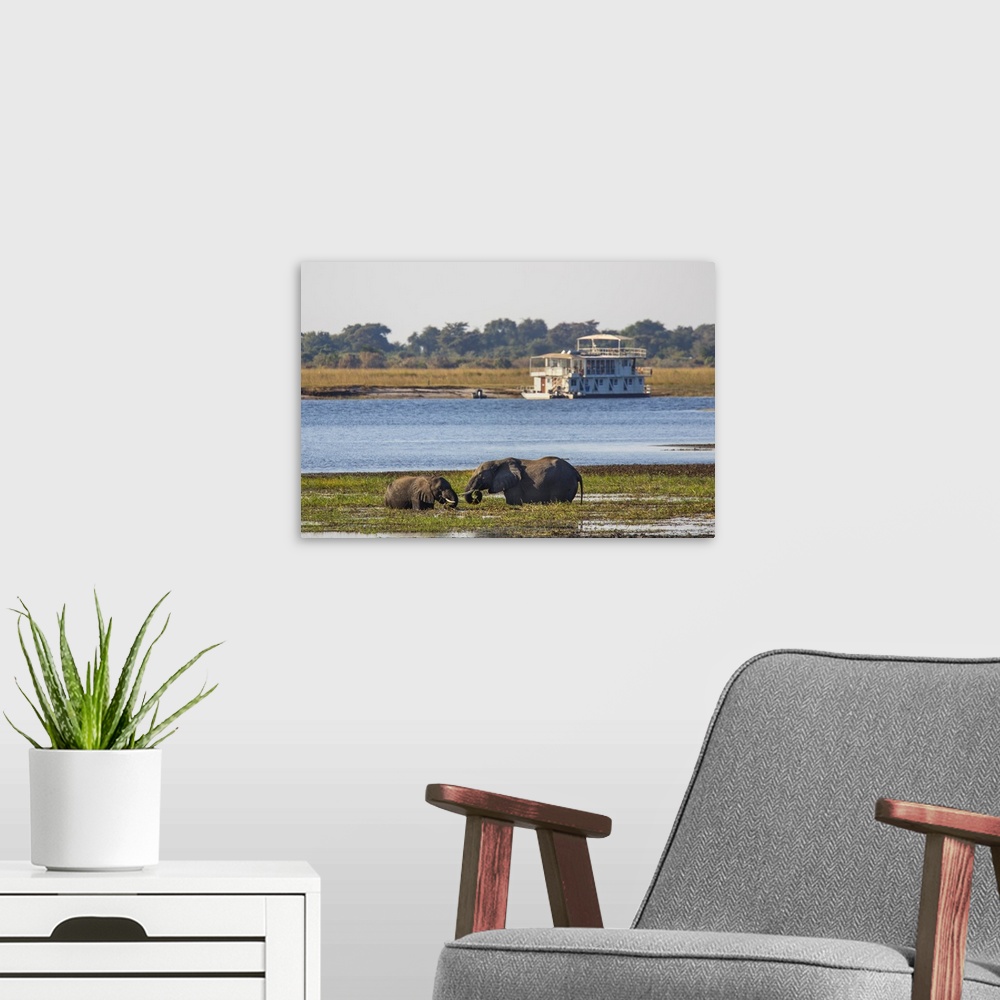 A modern room featuring African elephants (Loxodonta africana) grazing, Chobe River, Botswana, Africa