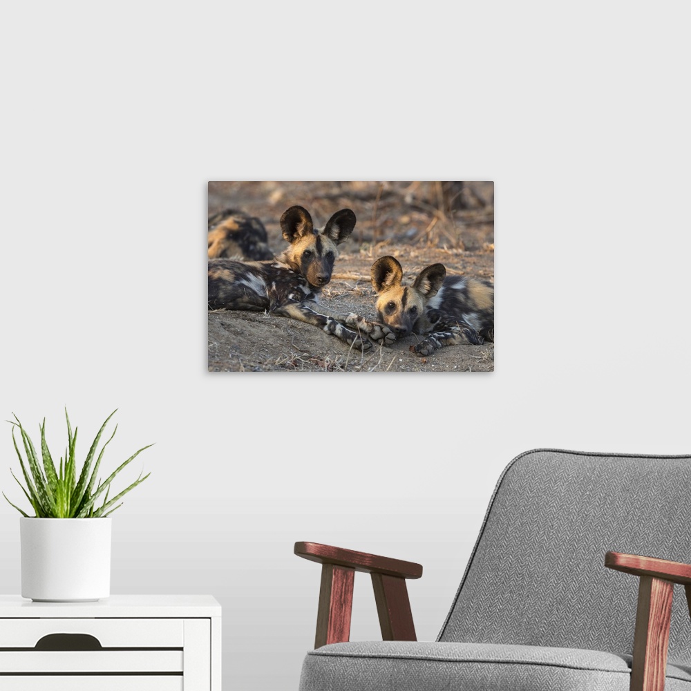 A modern room featuring African wild dog (Lycaon pictus) at rest, Kruger National Park, South Africa, Africa