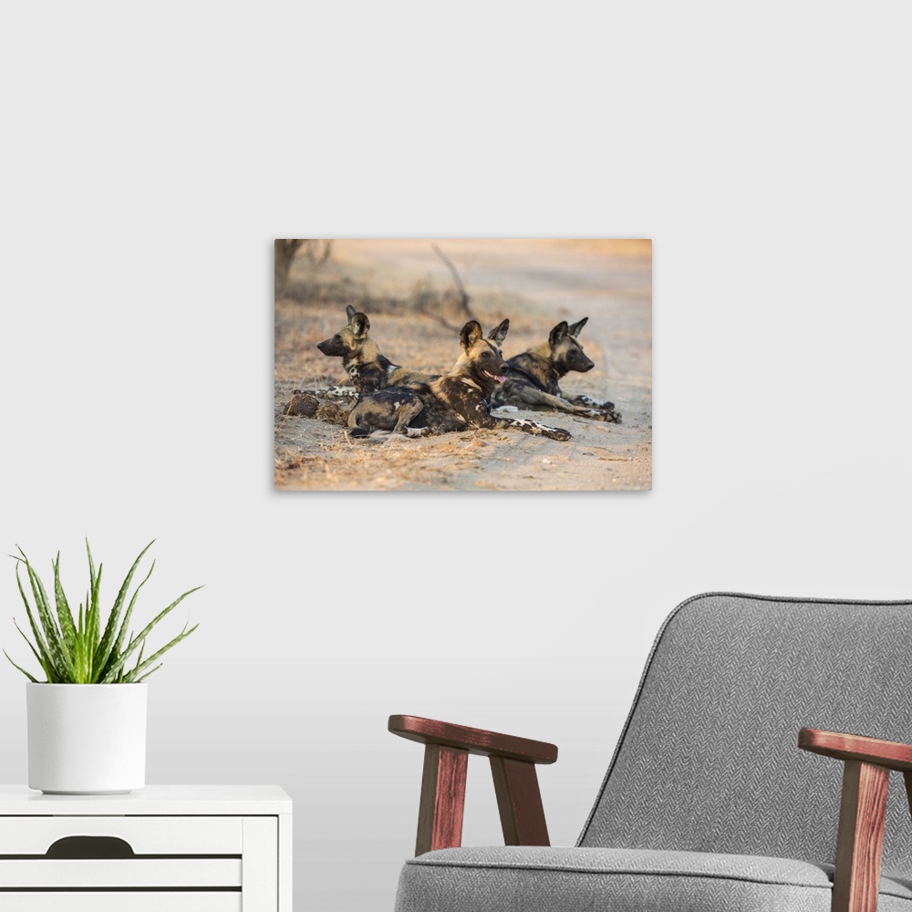 A modern room featuring African wild dog (Lycaon pictus) at rest, Kruger National Park, South Africa, Africa