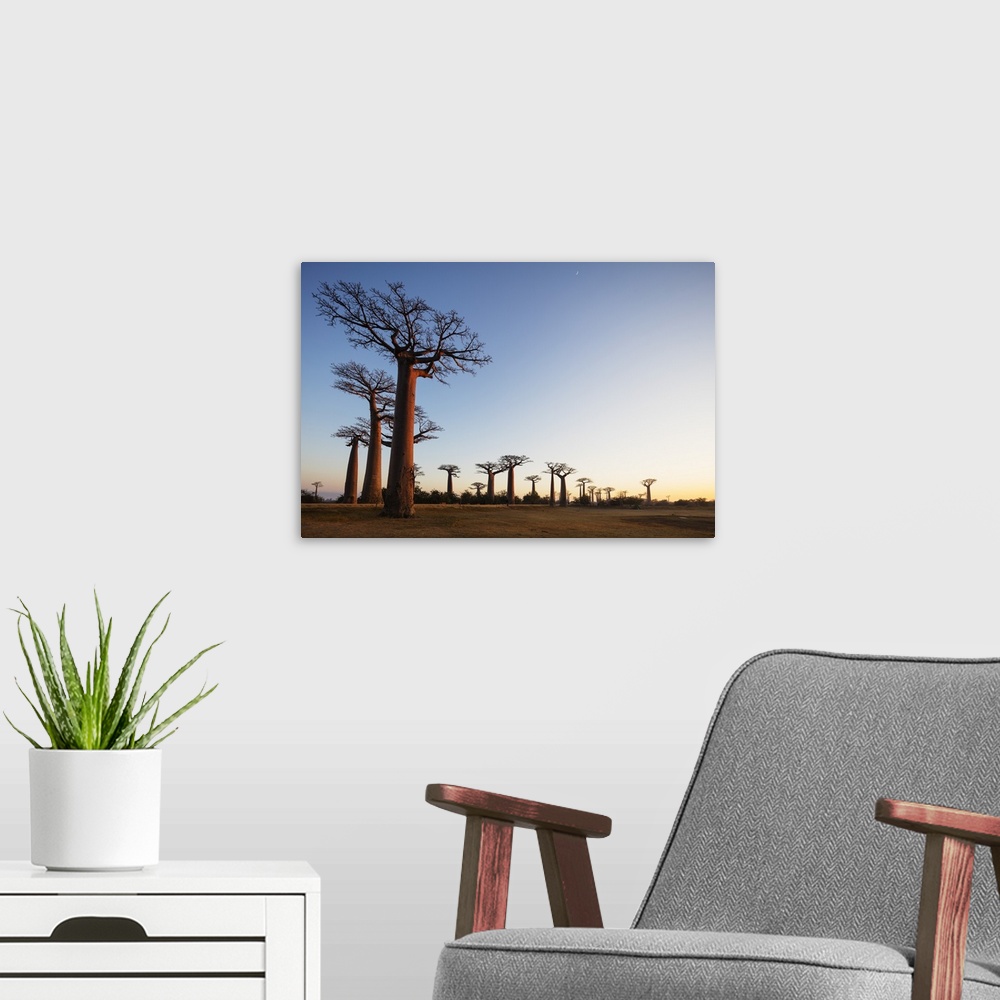 A modern room featuring Allee de Baobab (Adansonia), at sunrise, western area, Madagascar, Africa