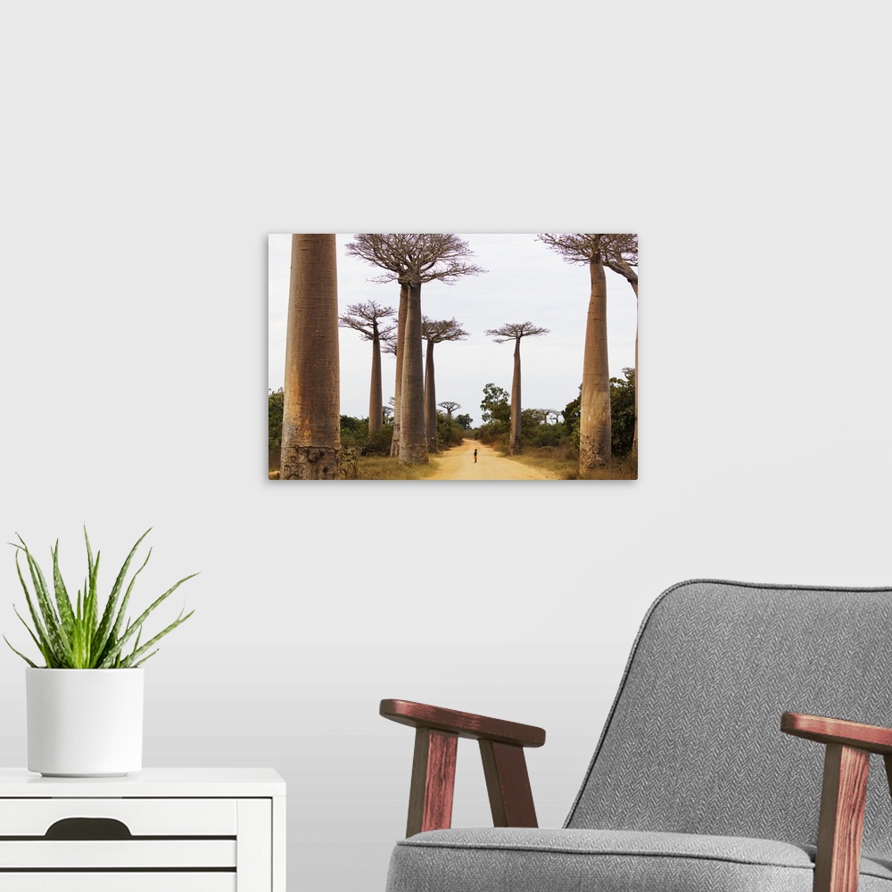 A modern room featuring Allee de Baobab (Adansonia), western area, Madagascar, Africa