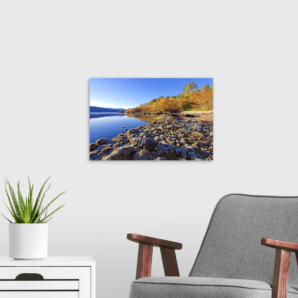 A modern room featuring An autumn view on a calm sunny morning along the banks of Loch Sunart in the Ardnamurchan Peninsu...