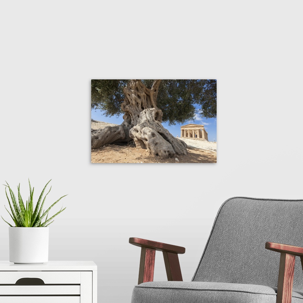 A modern room featuring An olive tree frames the ancient Temple of Concordia in the archeological site of Valle dei Templ...