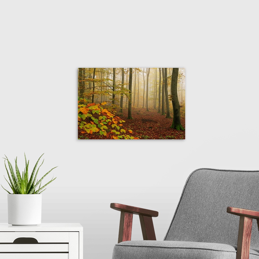 A modern room featuring Autumnal forest, Kastel-Staadt, Rhineland-Palatinate, Germany