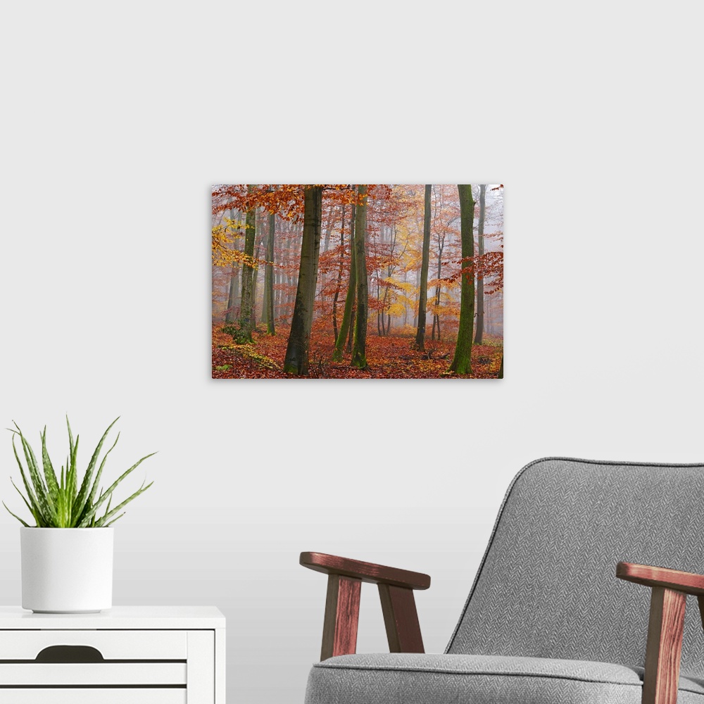 A modern room featuring Autumnal forest, Kastel-Staadt, Rhineland-Palatinate, Germany