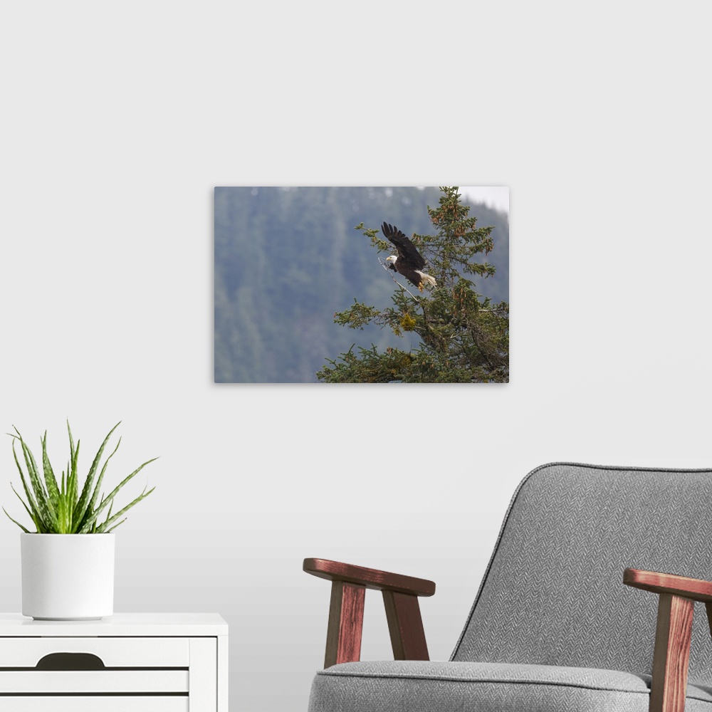 A modern room featuring Bald eagle, Chugach National Forest, Alaska