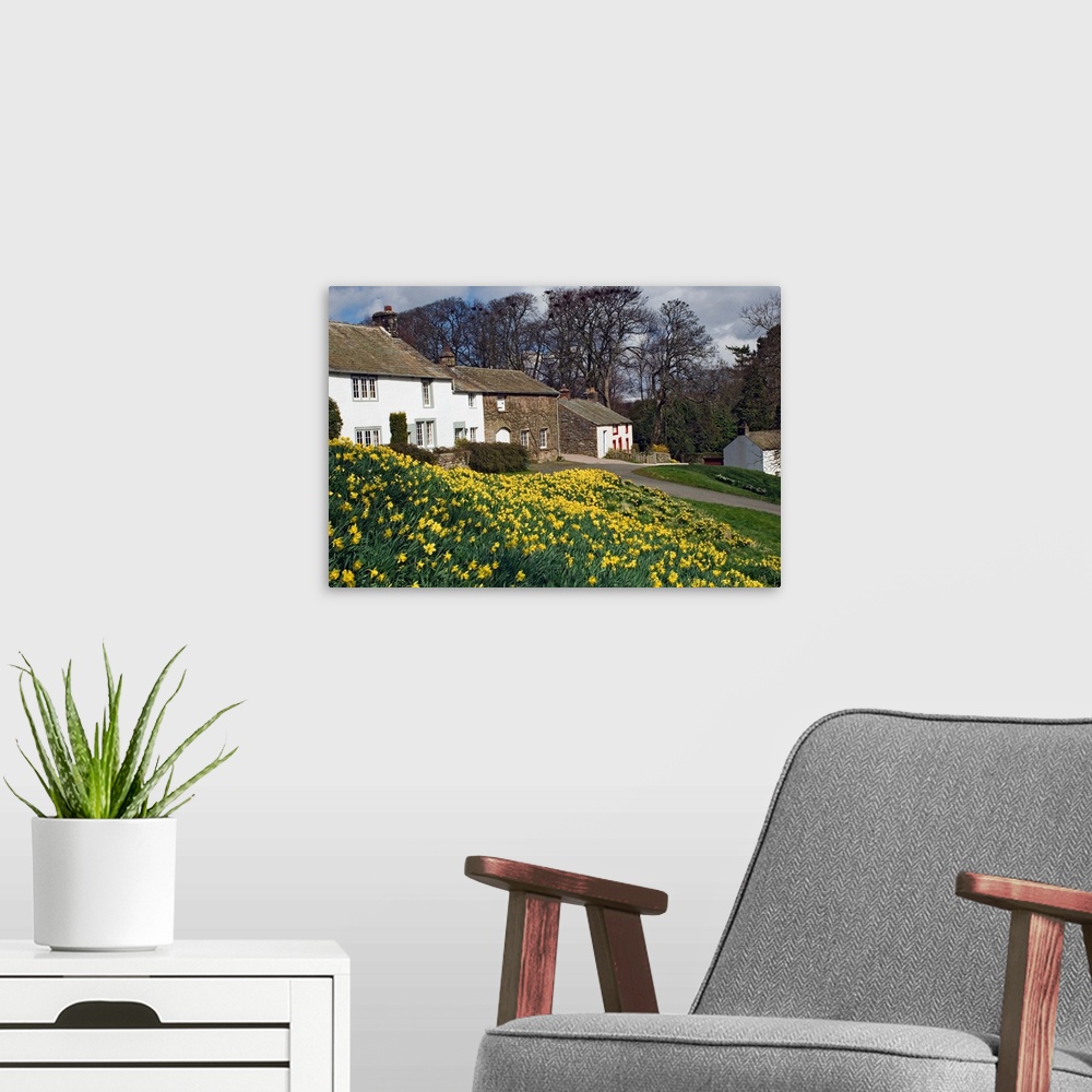 A modern room featuring Banks of daffodils in Askham village in Wordsworth Country, Cumbria, England