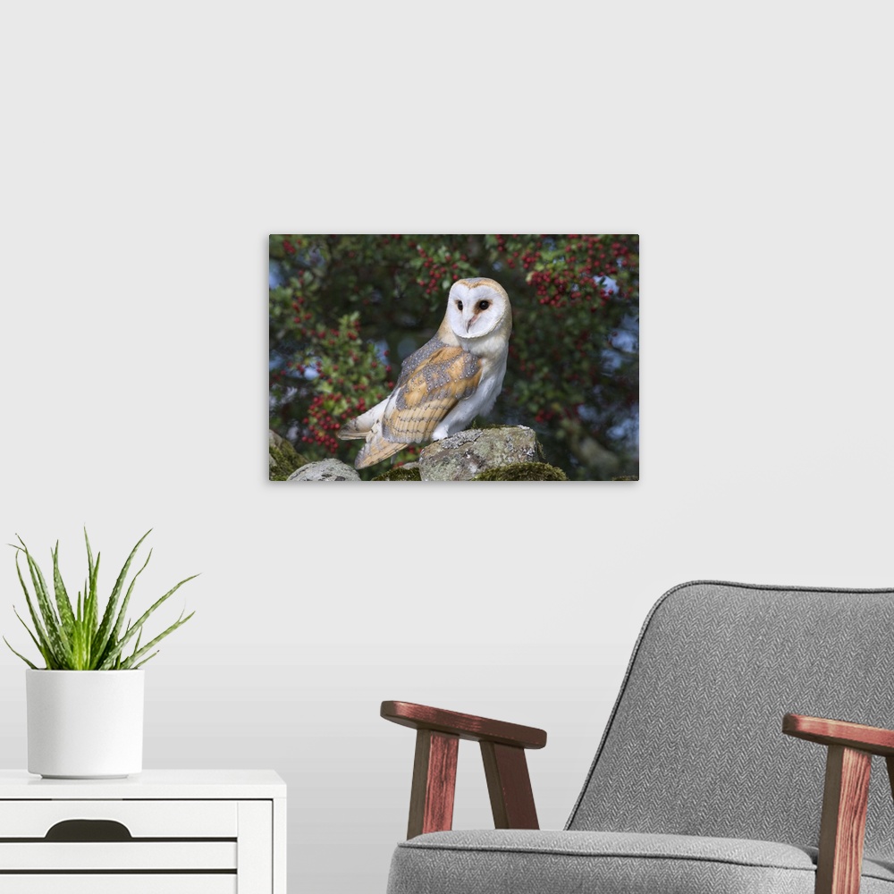 A modern room featuring Barn owl on dry stone wall with hawthorn berries, captive, Cumbria, England