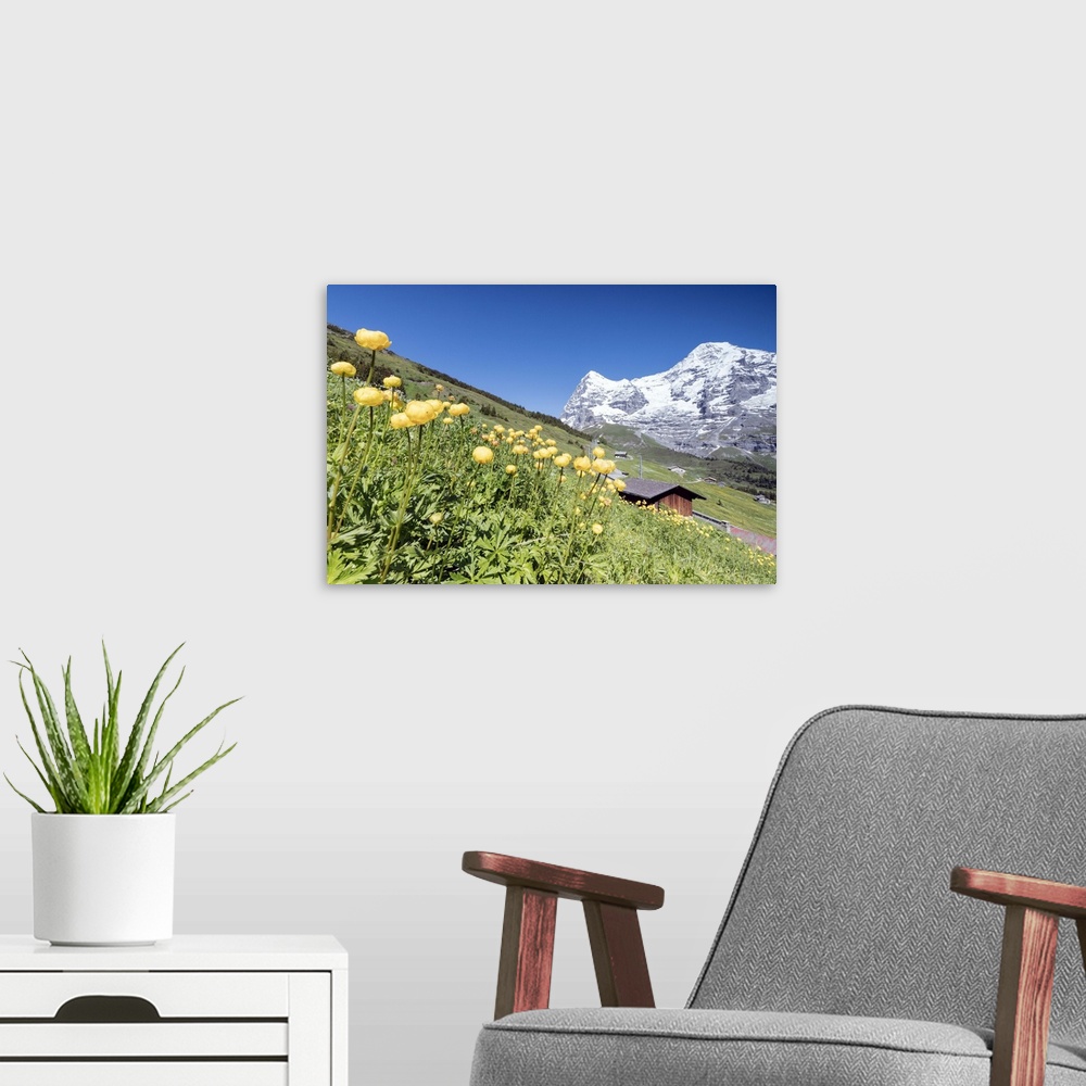 A modern room featuring Blooming of yellow flowers framed by green meadows and snowy peaks, Wengen, Bernese Oberland, Can...