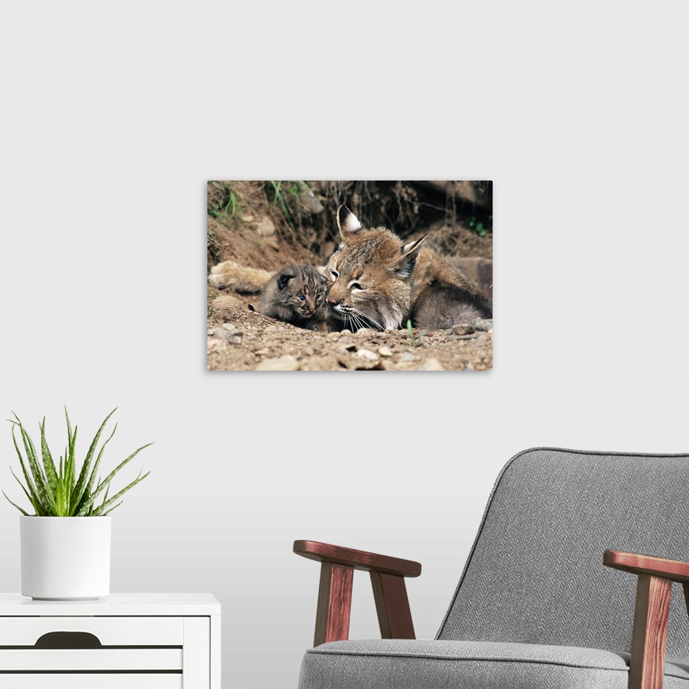 A modern room featuring Bobcat mother with 21 day old kittens, Sandstone, Minnesota