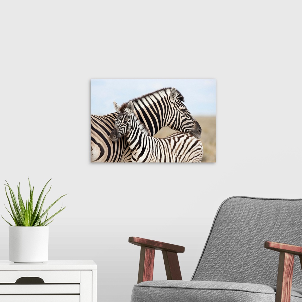 A modern room featuring Burchell's zebra, with foal, Etosha National Park, Namibia, Africa