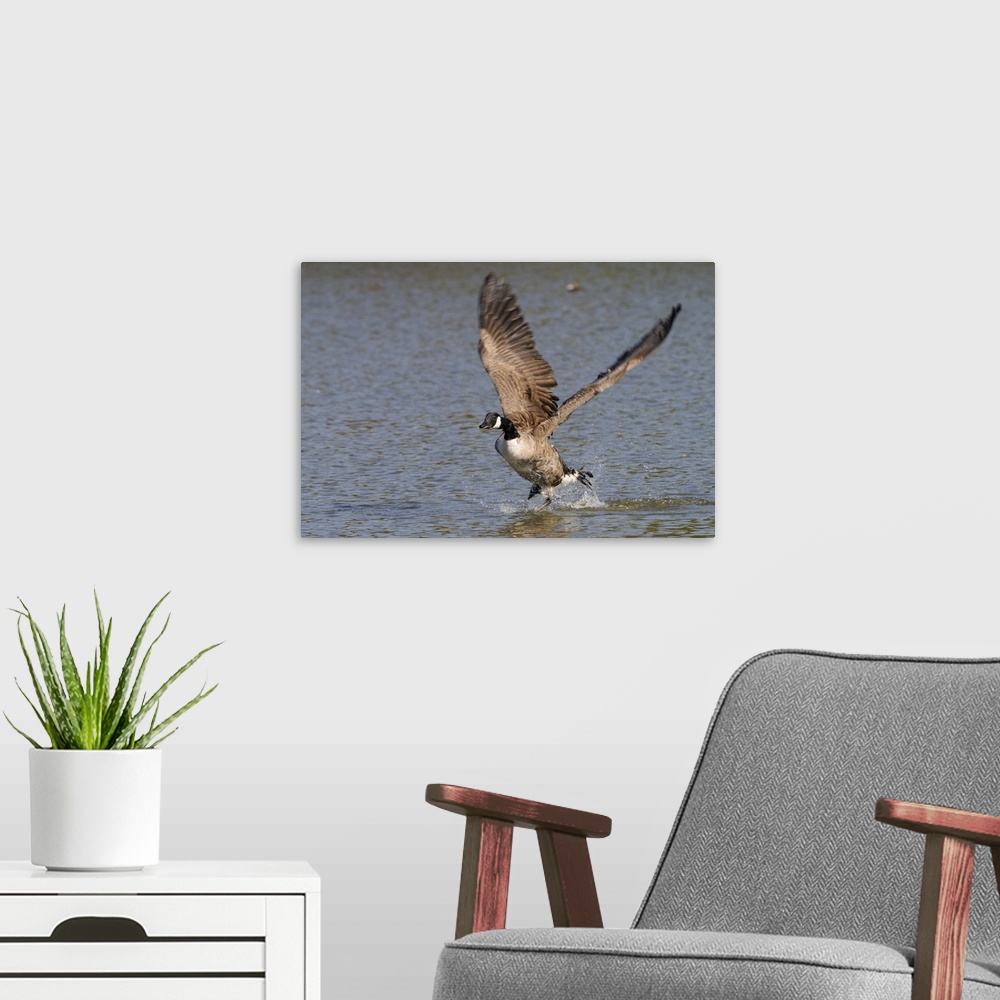 A modern room featuring Canada goose running on surface of a lake about to take off, Wiltshire, England