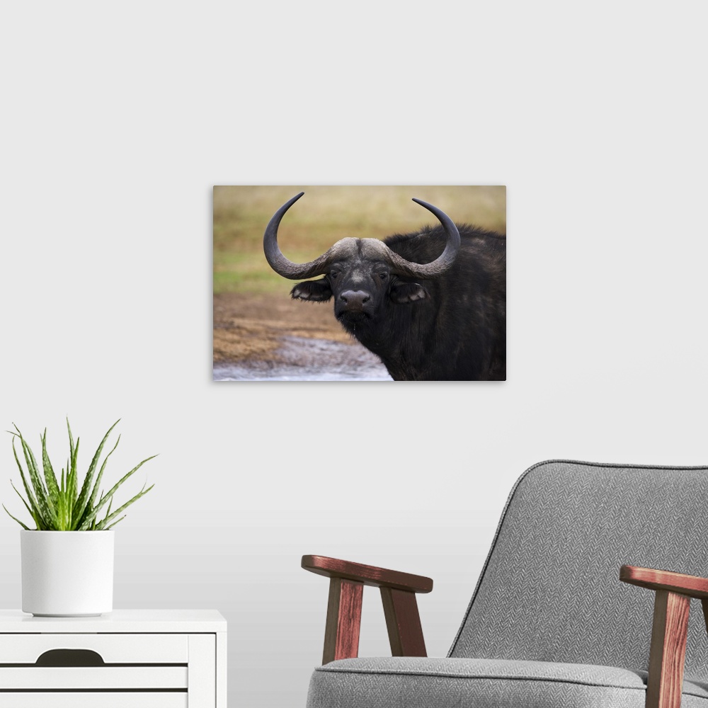 A modern room featuring Cape buffalo, Syncerus caffer, Addo Elephant National Park, South Africa