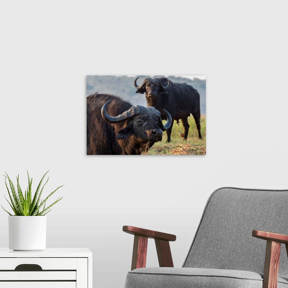 A modern room featuring Cape buffalo (Syncerus caffer), Chobe river, Botswana, Africa