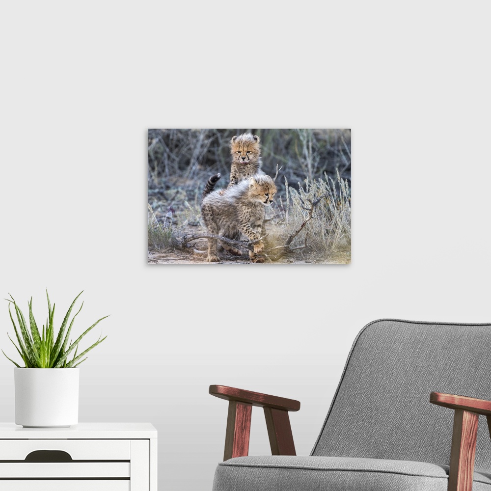 A modern room featuring Cheetah (Acinonyx jubatus) cubs, Kgalagadi Transfrontier Park, Northern Cape, South Africa, Africa