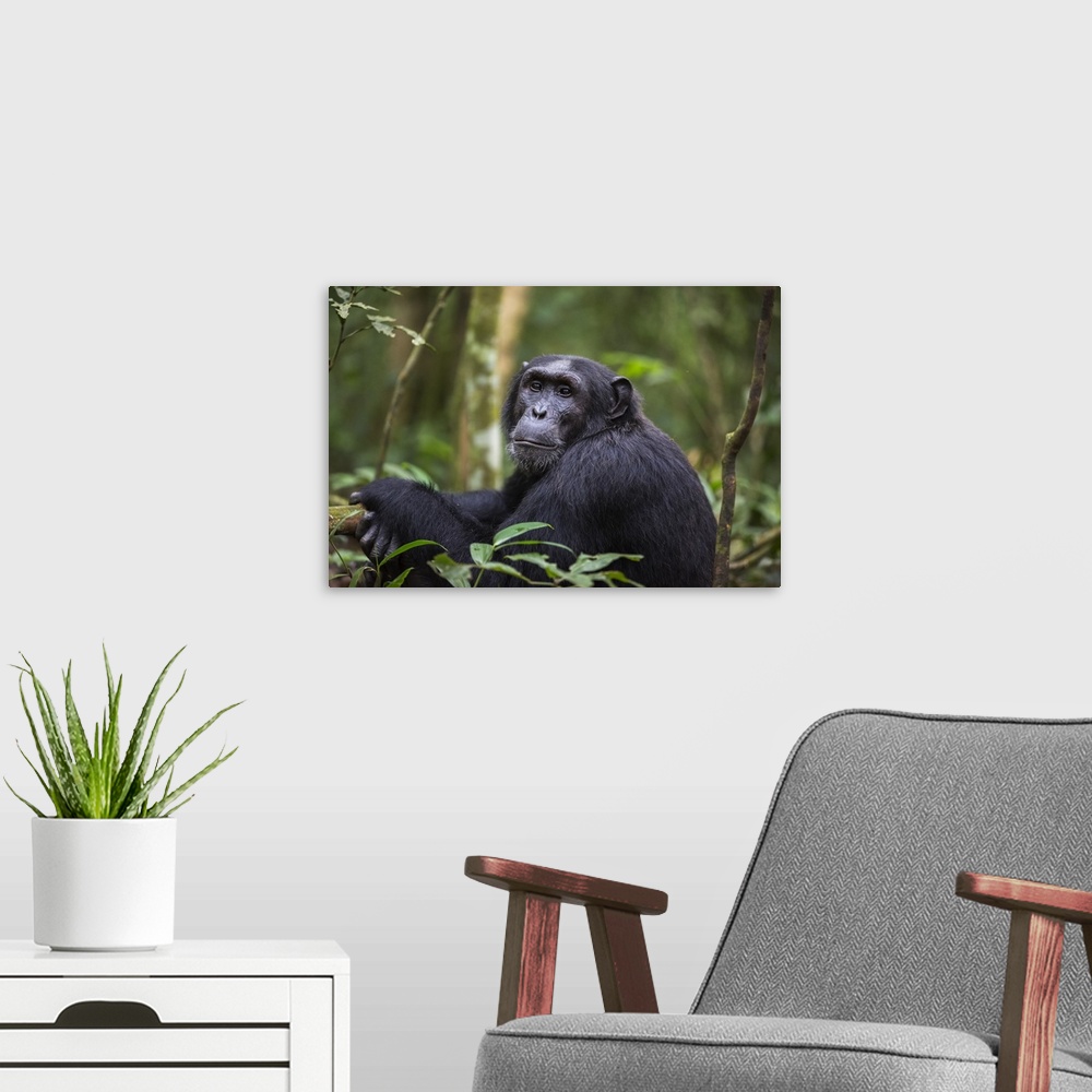 A modern room featuring Chimpanzee, Kibale National Park, Uganda