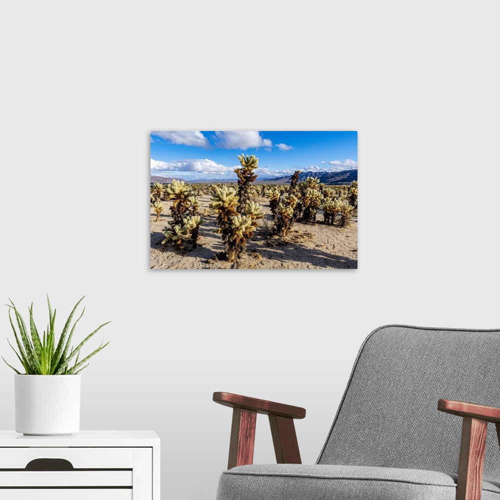 A modern room featuring Chuckwalla Cholla, Cholla Cactus Garden, Joshua Tree National Park, California, United States of ...