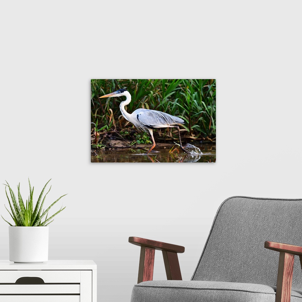 A modern room featuring Cocoi heron (Ardea Cocoi), Pantanal, Mato Grosso, Brazil, South America