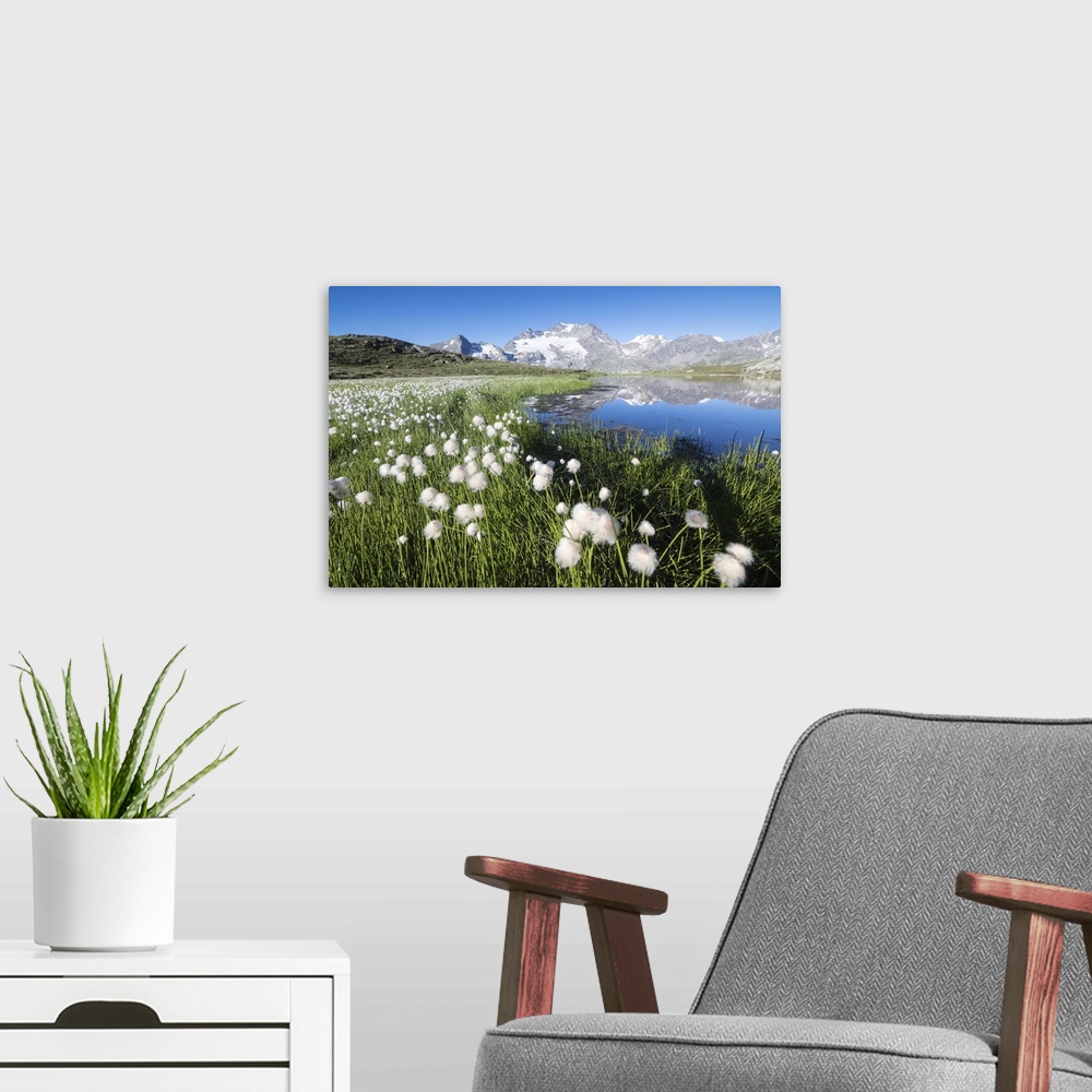 A modern room featuring Cotton grass frames snowy peaks reflected in water, Val Dal Bugliet, Bernina Pass, Canton of Grau...
