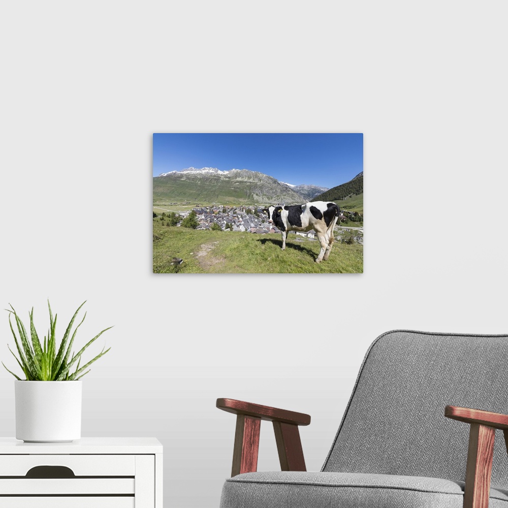 A modern room featuring Cow grazing in the green pastures surrounding the alpine village of Andermatt, Canton of Uri, Swi...