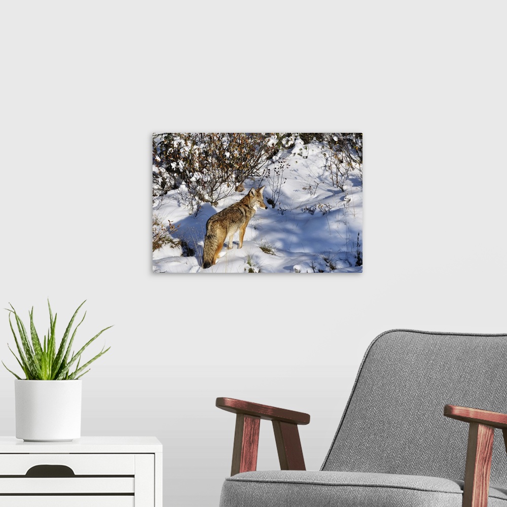 A modern room featuring Coyote walking through snow, Kananaskis Country, Alberta, Canada