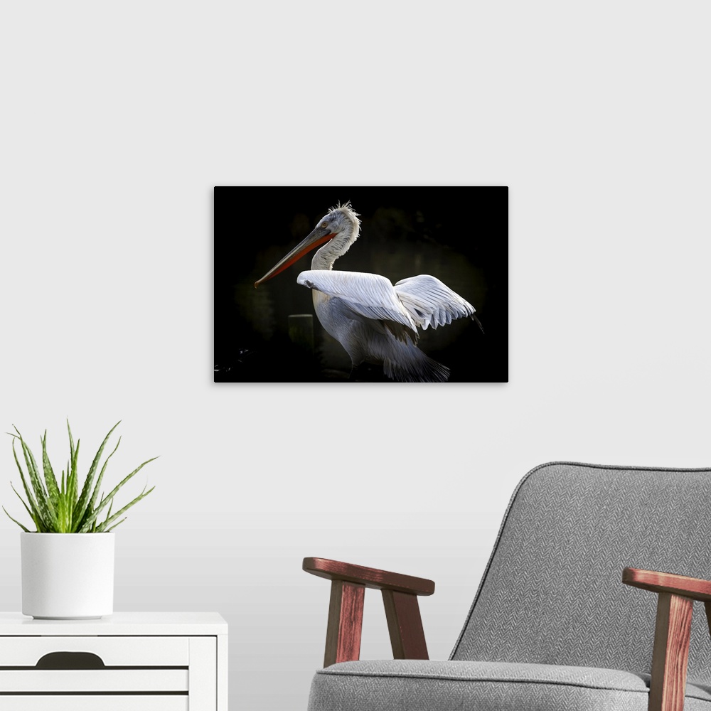 A modern room featuring Dalmatian Pelican (Pelecanus crispus), near threatened status, France, Europe