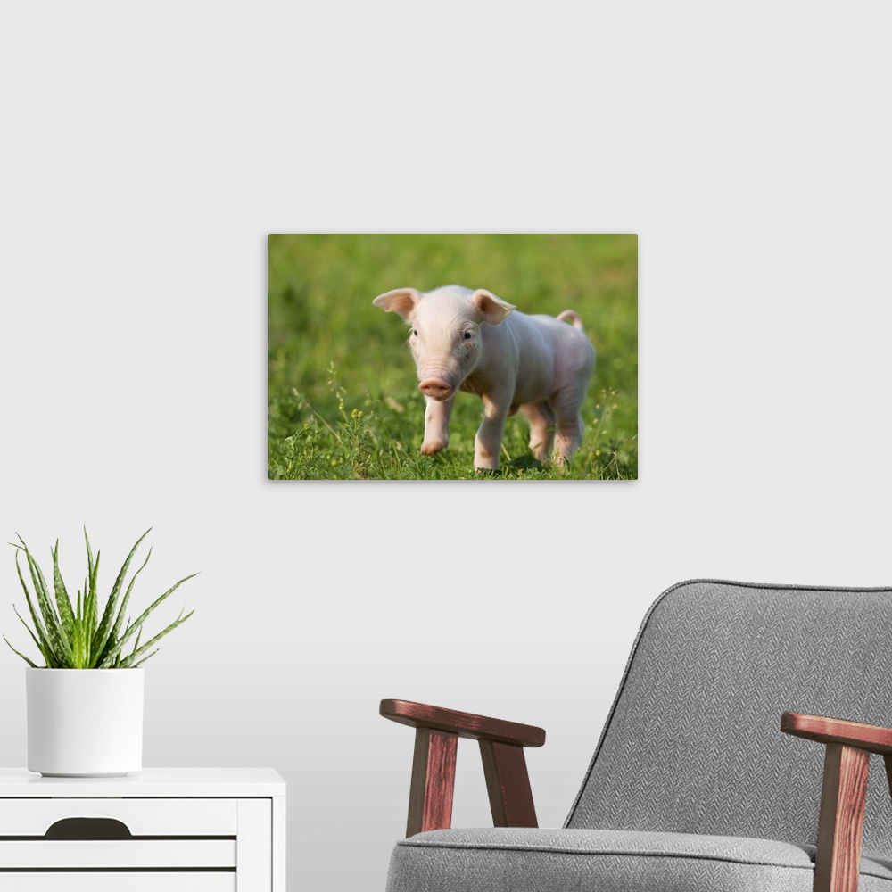 A modern room featuring Domestic pig, Huellhorst, Germany
