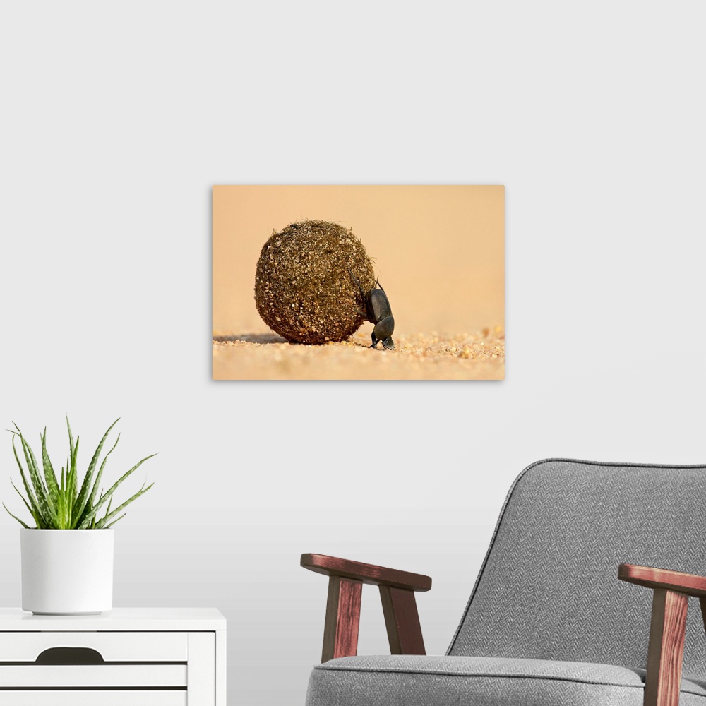 A modern room featuring Dung beetle pushing a ball of dung, Masai Mara National Reserve, Kenya