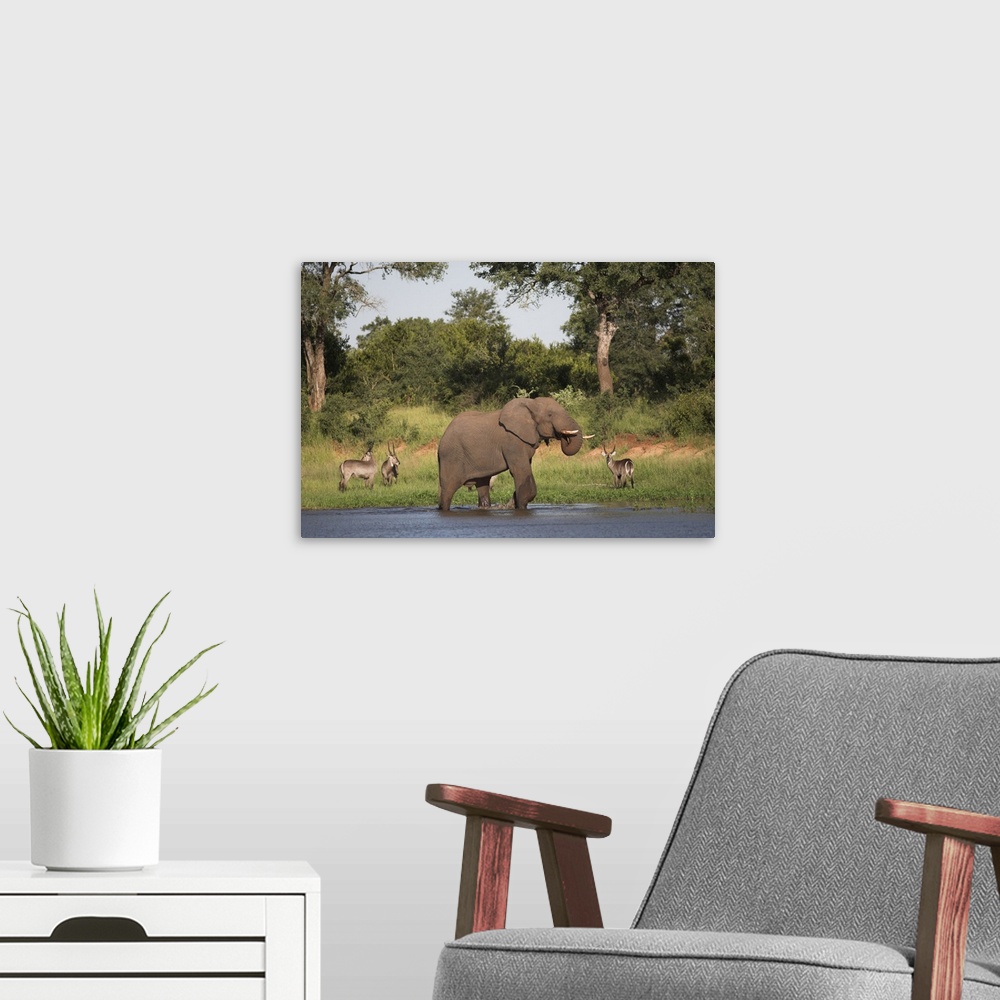 A modern room featuring Elephant at water in Kruger National Park, Mpumalanga, South Africa
