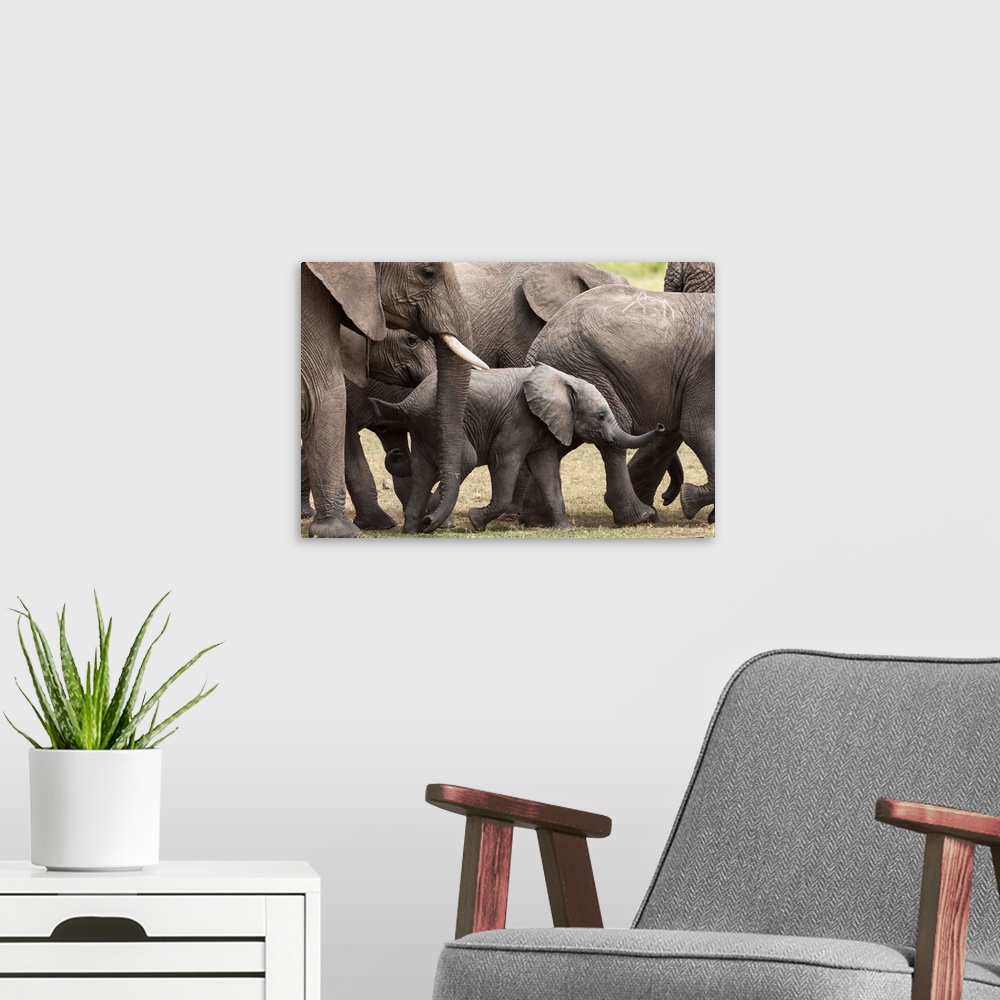 A modern room featuring Elephants, Masai Mara National Reserve, Kenya, East Africa, Africa