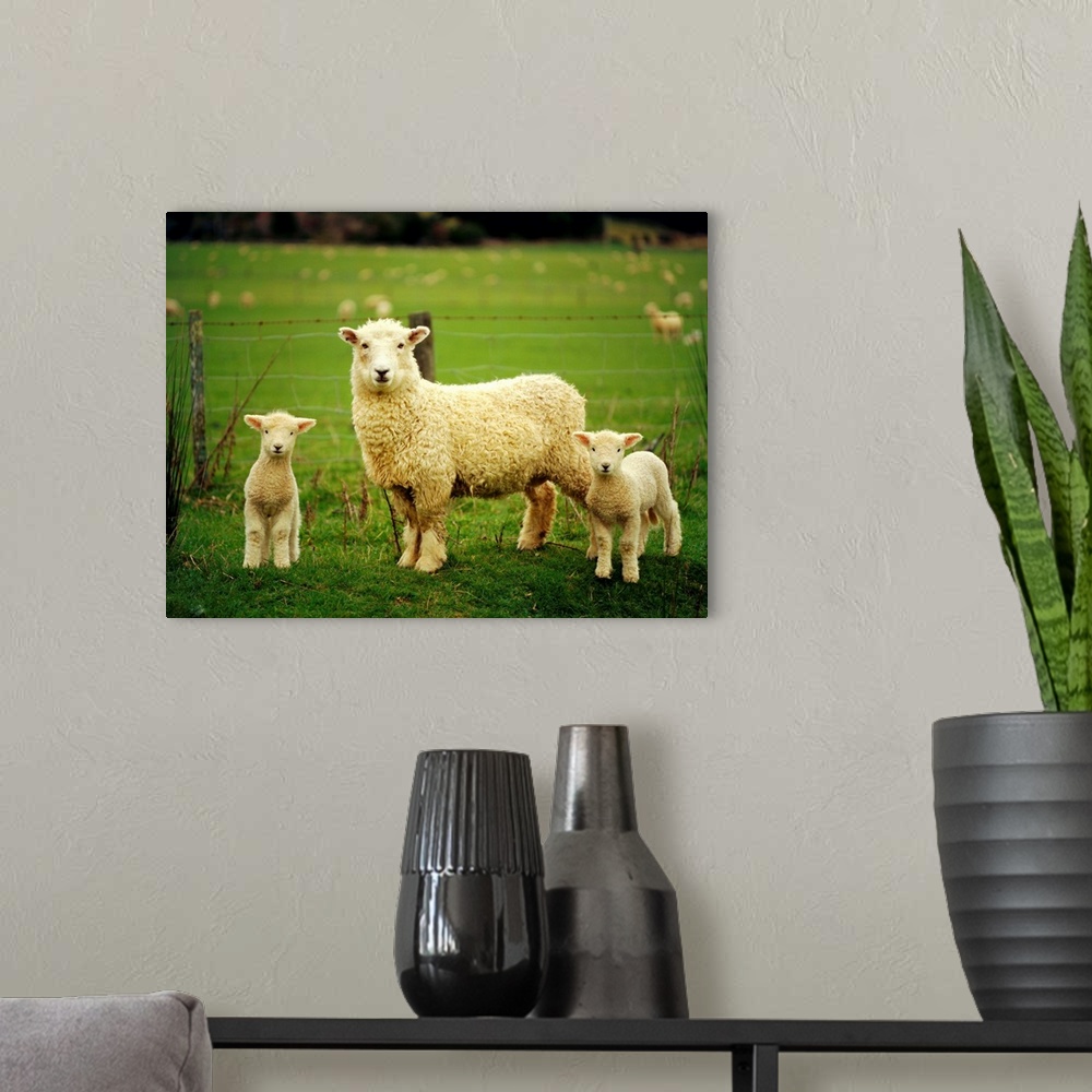 A modern room featuring Ewe and twin lambs on sheep farm, Marlborough, South Island, New Zealand