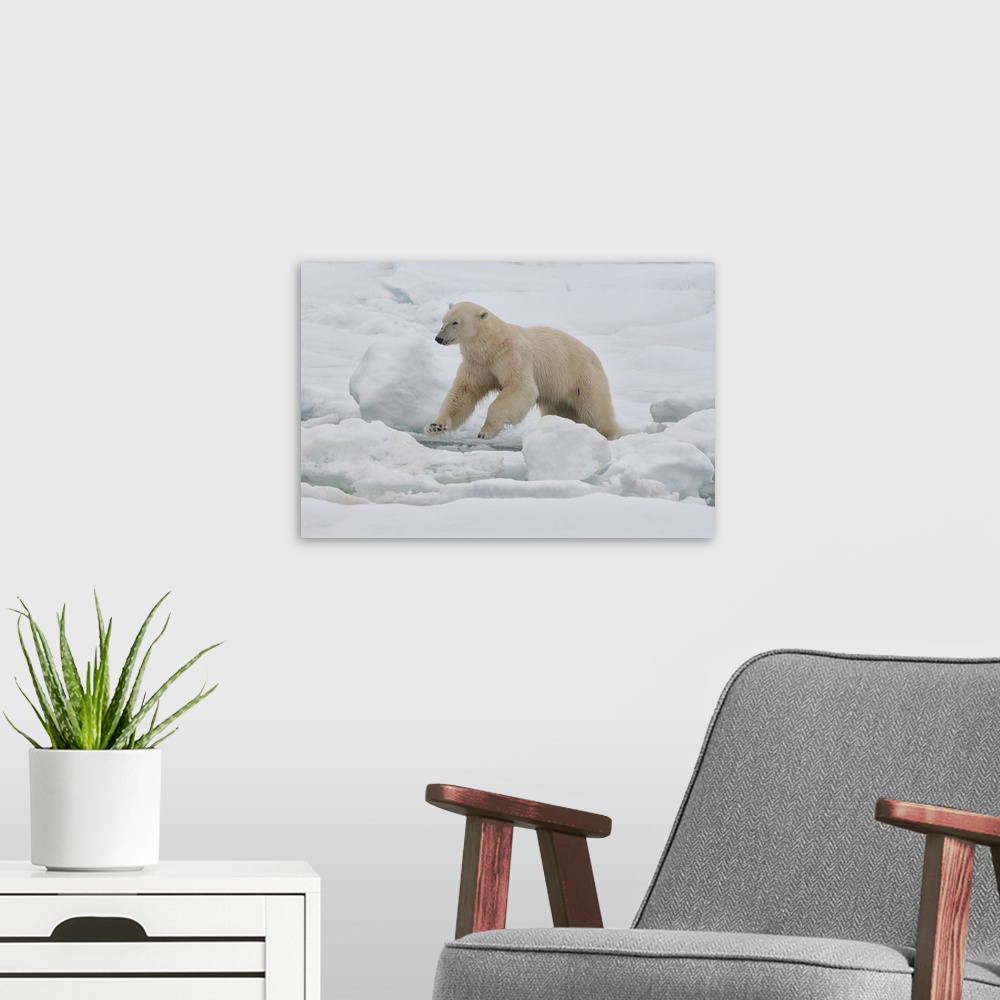 A modern room featuring Female polar bear, Svalbard Archipelago, Barents Sea, Norway, Scandinavia