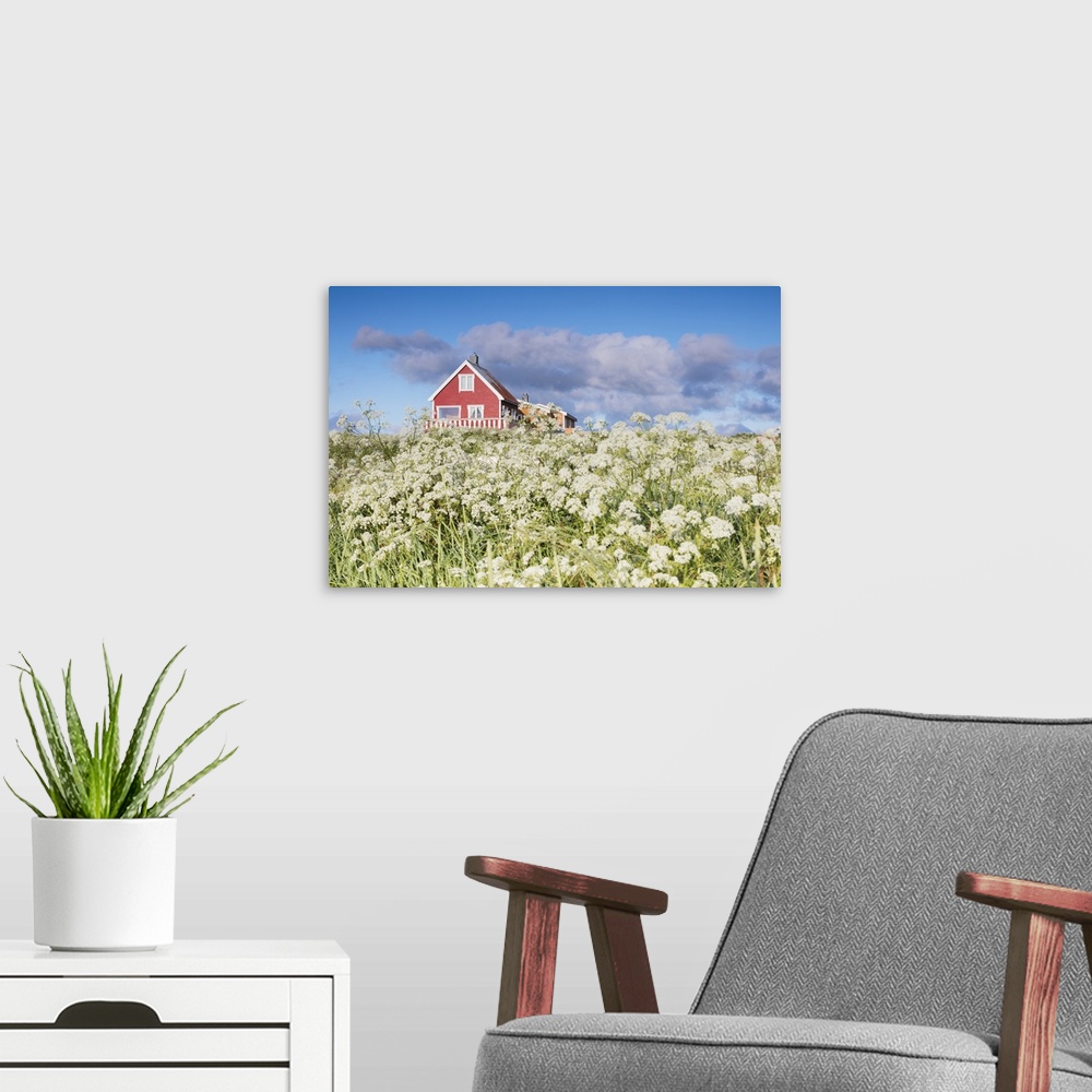 A modern room featuring Fields of blooming flowers frame a typical wooden house of fishermen, Eggum, Unstad, Vestvagoy, L...