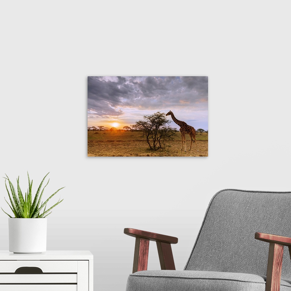 A modern room featuring Giraffe (Giraffa camelopardalis) at sunset, Serengeti National Park, UNESCO World Heritage Site, ...