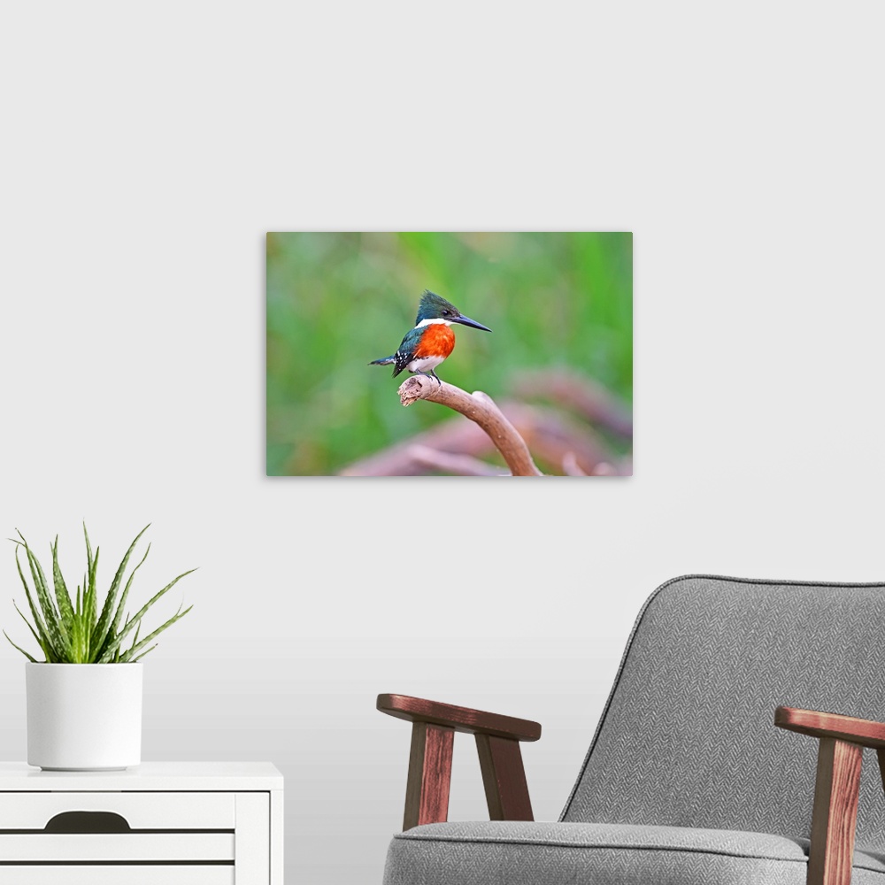 A modern room featuring Green Kingfisher (American Chloroceryle), Pantanal, Mato Grosso, Brazil, South America