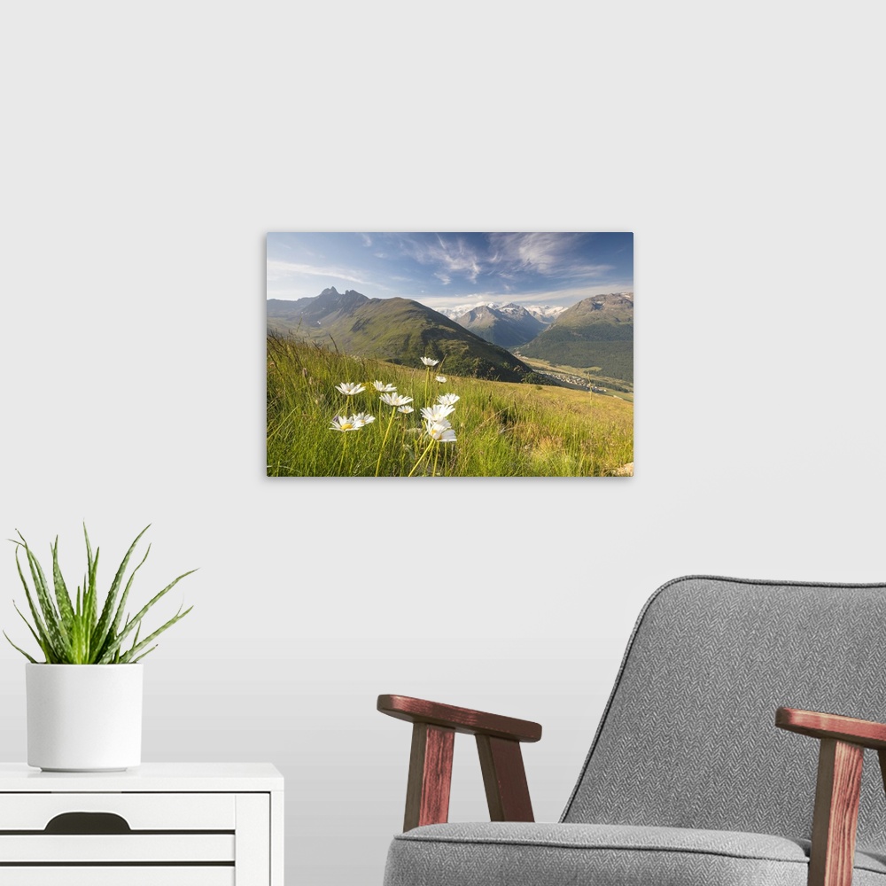 A modern room featuring Green meadows and flowers frame the high peaks, Muottas Muragl, Samedan, Canton of Graubunden, En...