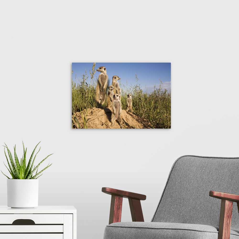 A modern room featuring Group of meerkats Kalahari Meerkat Project, Van Zylsrus, Northern Cape, Africa