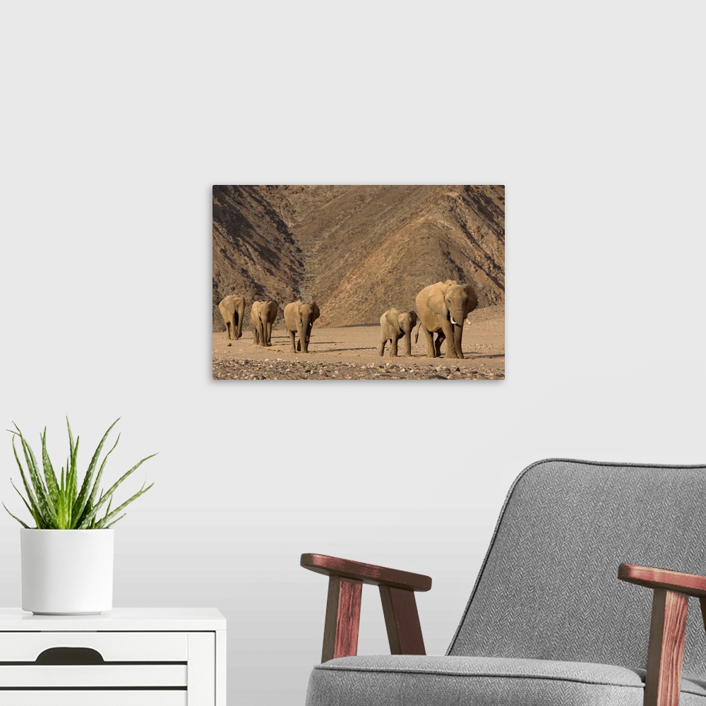 A modern room featuring Herd of desert-dwelling elephant, Namibia, Africa