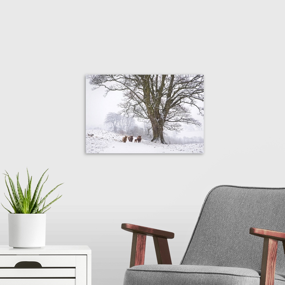 A modern room featuring Highland cattle and tree in winter snow, Yorkshire Dales, Yorkshire, England, United Kingdom, Europe