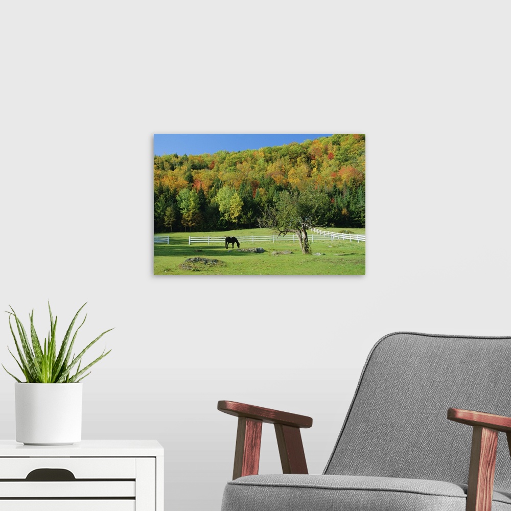 A modern room featuring Horse grazing in paddock, near Jackson, New Hampshire