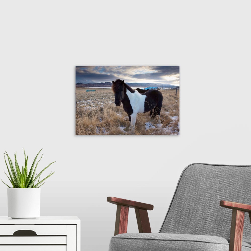 A modern room featuring Icelandic horse, Fljotdalsherad valley, East Fjords area, Iceland