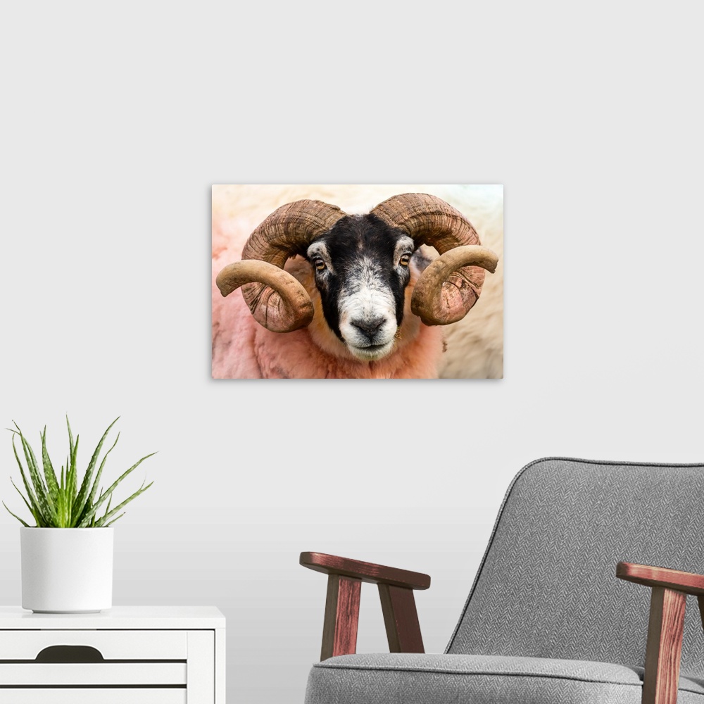 A modern room featuring Isle of Mull sheep, Scotland, United Kingdom, Europe