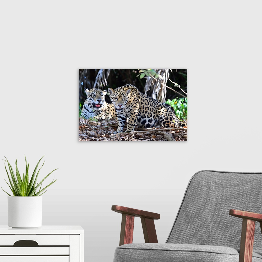 A modern room featuring Jaguar (Panthera onca), Pantanal, Mato Grosso, Brazil, South America