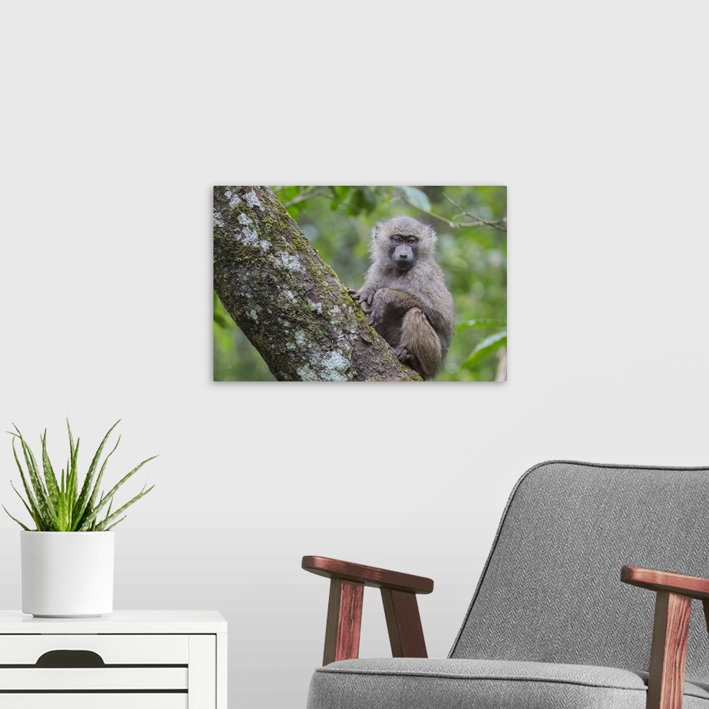 A modern room featuring Juvenile olive baboon sitting in tree, Arusha National Park, Tanzania