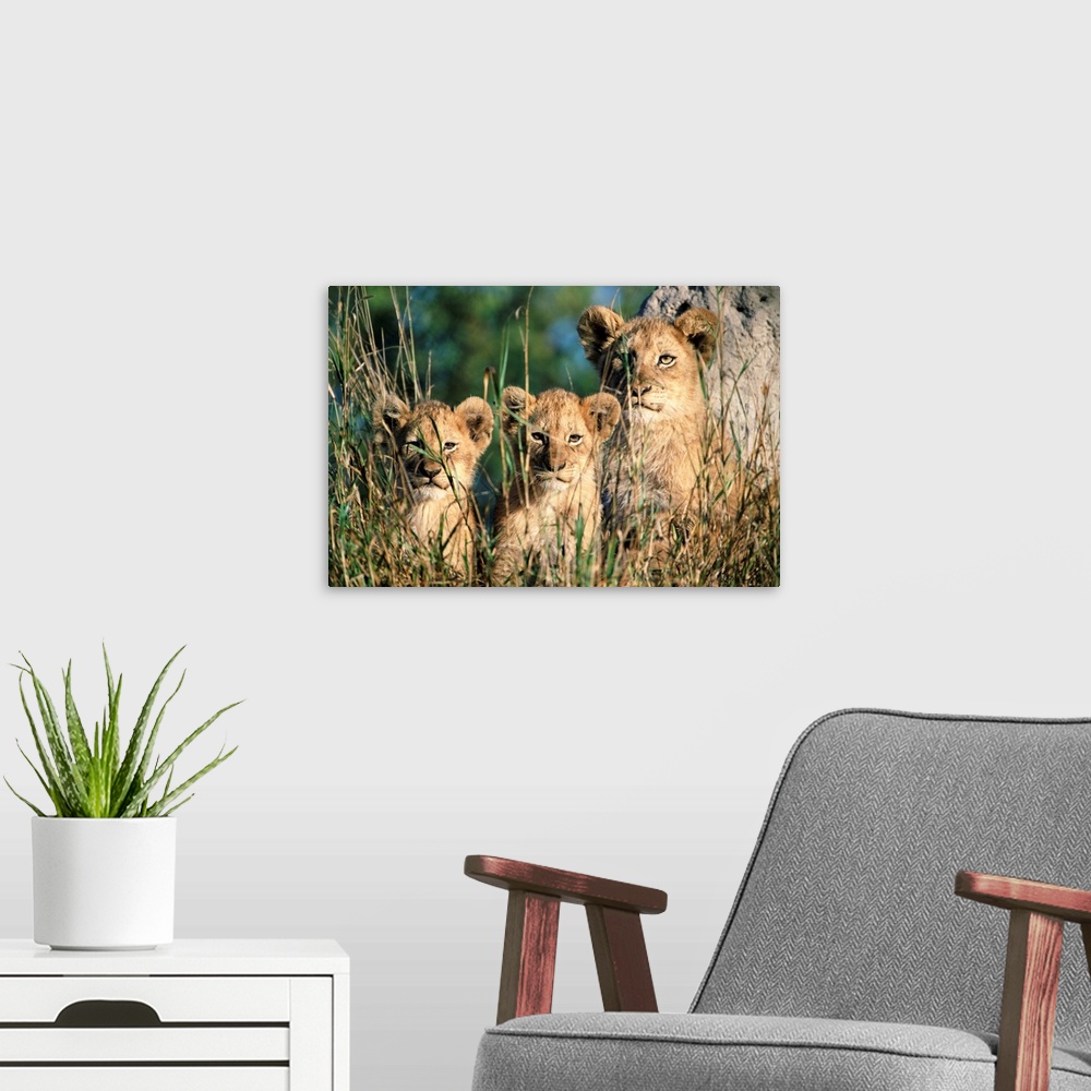 A modern room featuring Lion cubs, Kruger National Park, South Africa, Africa