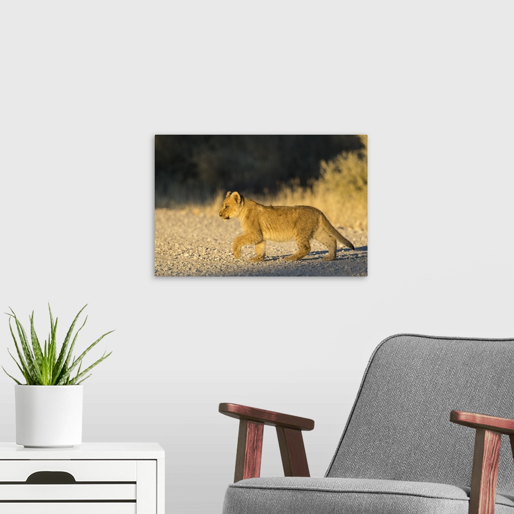 A modern room featuring Lion (Panthera leo) cub, Kgalagadi Transfrontier Park, South Africa, Africa
