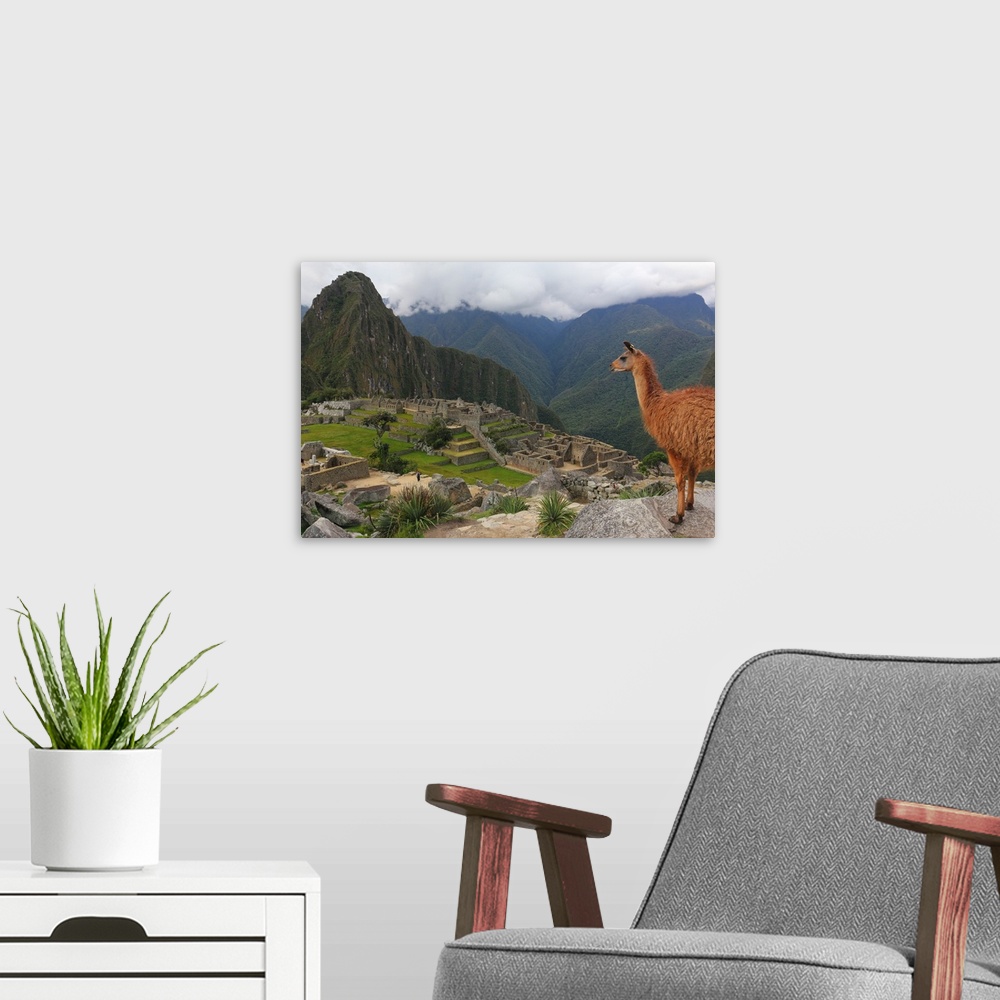 A modern room featuring Llama standing at Machu Picchu viewpoint, Peru
