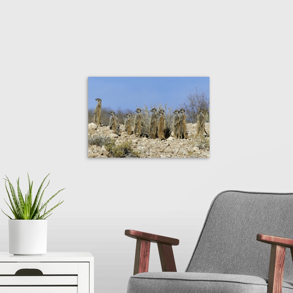 A modern room featuring Meerkats, Kalahari Gemsbok Park, South Africa, Africa