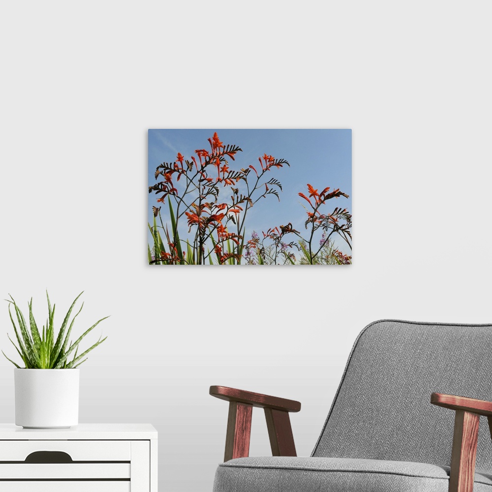 A modern room featuring Montbretia flowering near roadside, Wiltshire, England
