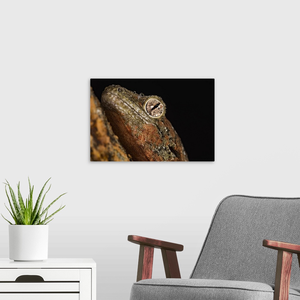 A modern room featuring Mossy gecko, captive